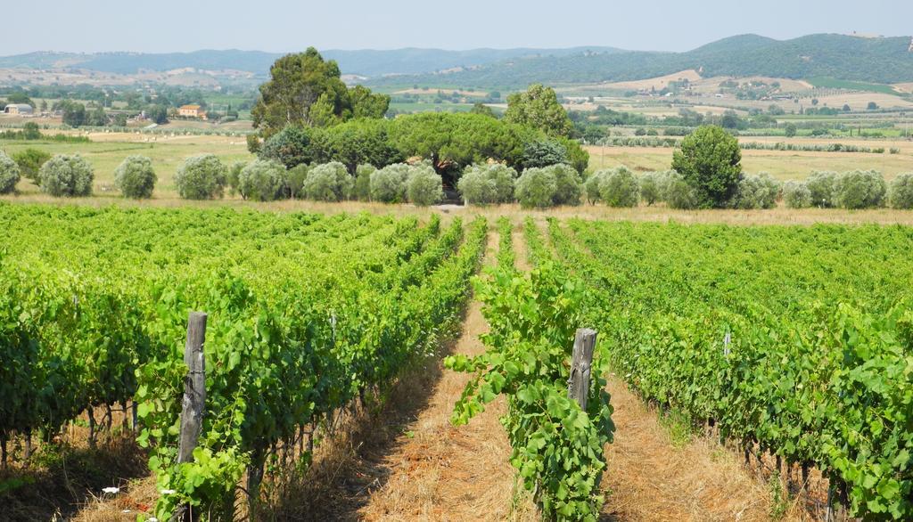 Podere Oslavia Az.Agr.Bio Giannini Альберезе Экстерьер фото