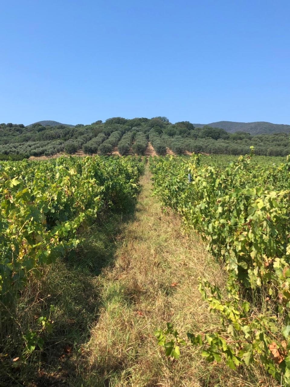 Podere Oslavia Az.Agr.Bio Giannini Альберезе Экстерьер фото
